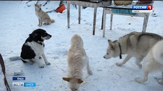 Беда случилась в приюте для собак