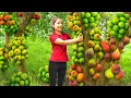 Download Lagu REWIND TIMELAPSE: Harvesting 1000 + Kg Green Fig Climb Tall Tree To Sell At Market | Ella New Life