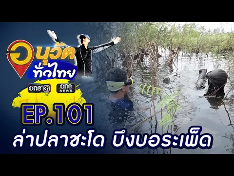 Download MP3 ล่าปลาชะโด บึงบอระเพ็ด จ.นครสวรรค์ | อนุวัตทั่วไทย | EP 101 | ข่าวช่องวัน | one31