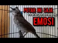 Download Lagu trucukan gacor TARUNG ROPEL panjang ini paling ampuh buat pancingan trucukan agar bunyi