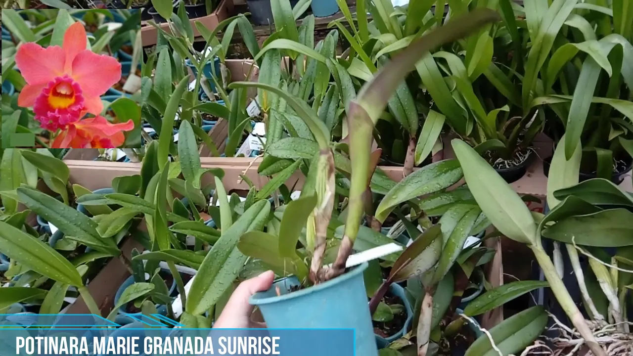 LINDA ORQUÍDEA VERMELHA! PRONTA PRA FLORESCER!