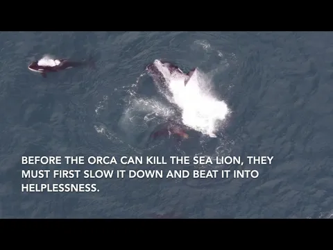 Download MP3 Orca Vs Huge Sea Lion on the Drone!