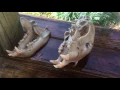 DIY European Skull Mount - Bear Alligator