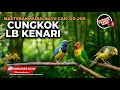 Download Lagu Masteran Kompilasi Jalur Pukulan Cucak Cungkok Isian Bajing Kekes Siri-siri vs Kenari Isian Lovebird