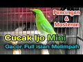 Lagu CUCAK IJO MINI GACOR FULL ISIAN MELIMPAH || Pancingan \u0026 Masteran
