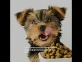 Our Top Pet Health Tips for Autumn