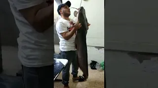 أكبر سمكة قرموط في محافظة الجيزة توام المنسي صيادين العمرانية دندنها