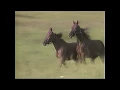 The Heartland Series - The Tennessee Walking Horse