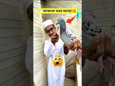 গলাটা কেটে দিবো নাকি! 🕊️🤔 #kabutar #কবুতর #birds #funny #comedy #viralvideo #shorts #trending #fyp