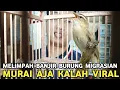 Lagu LUAR BIASA BURUNG INI | BURUNG MIGRASIAN PALING DIMINATI TEMAN KICAU MANIA HRG MURAH GACORNYA MEWAH 