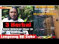 Lagu Cara Murai Batu Bongkar Isian Dan Juara...? ini 3 HERBAL yang Bikin Konslet Murai Batu