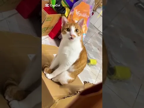 Funny cat #shorts #cat