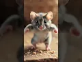 Lagu tikus joget #shortvideo  #shorts  #joget