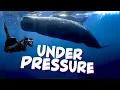 Under Pressure How Whales Conquer CRUSHING Depths
