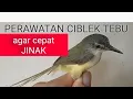 Lagu CARA MERAWAT BURUNG CIBLEK TEBU AGAR CEPAT JINAK