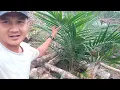 Download Lagu TIDAK BANYAK ORANG TAU !! MENGGUNAKAN PUPUK INI☑️ SAWIT TUMBUH SUBUR👍