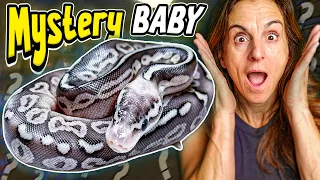 Opening More of Brian Barczyk's Mystery Snake Eggs (INSANE LOOKING)