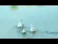 pinegrove - need 2 (Sub. Español // Lyrics)