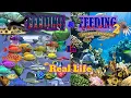 Feeding Frenzy Feeding Frenzy 2 in Real Life Updated