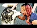 Years After Her Husky Went Missing She Learned The Alarming Truth About His Disappearance