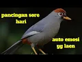 Download Lagu pancingan suara poksay mandarin sore hari !! auto emosi lawan laen