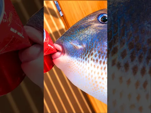 ¡Este pez puede morder una lata! 😳🐟 #Shorts