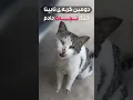 Download Lagu نجات دومین گربه نابینام،حتماویدیوی بلندش رو ببین❤️ #گربه_خانگی #cat #straycat #گربه