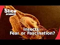 Download Lagu Insects: Terrifying or Amazing? | SLICE SCIENCE | FULL DOC