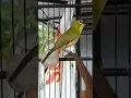 Pleci Lokal Ungaran wit wit