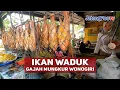 Lagu IKAN WADUK GAJAH MUNGKUR WONOGIRI | JATENGPOS TV