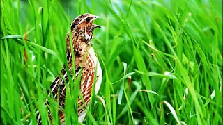 افضل صوت فري  سمان  يستخدم بأجهزة الصوت دندنها