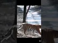 Download Lagu https://youtu.be/QnQQvPtQo-M?si=zfGVya72TKBv2mIj #wildbeats #wildlife #hiphopbeats #animals