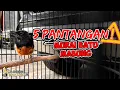 5 Pantangan Ketika Burung Murai Batu Mabung