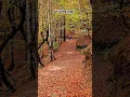 Download Lagu Autumn leaves fall like tears, reminding us of what we've lost. #autumndays #autumnbeauty #autumn