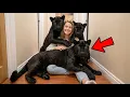 I Rescued 3 Dying Kittens But They Were BLACK PANTHERS Then THIS Happened
