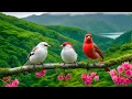 Download Lagu Gentle music, calms the nervous system and pleases the soul - healing music for the heart and blood