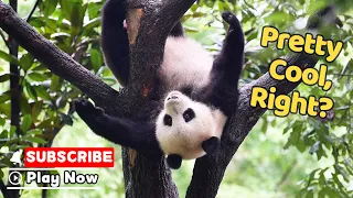 Watch This Panda Show Off In The Tree! | iPanda