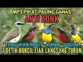 Download Lagu Suara pikat sogon, konin kombinasi trucukan ribut terbukti ampuh | Suara pikat sogon