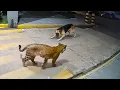 Download Lagu When Animals Messed with the Wrong Opponent