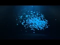 School Of Fish Logo Reveal Hive Templates After Effects Project Files