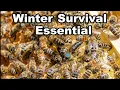 Download Lagu Bijenhouden: Overleven in de winter hangt hiervan af