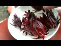 Download Lagu CARA TANAM BUNGA ROSELLA DARI BIJI ( Herbal Tea ) #rosella #herbaltea #teh #tehalami #tutorial