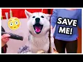 Dramatic Husky has MELTDOWN at Groomers headphone warning