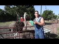 Waco s Urban Rescue Ranch garners hundreds of millions of views on TikTok for wildlife rescue