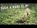 Lagu 10 Minutes of the BEST Trail Camera Clips you will EVER see!