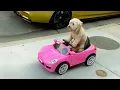 Hilarious Animal s to Make You Laugh Funny Dog Cat s