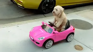 Hilarious Animal s to Make You Laugh Funny Dog Cat s