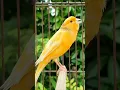 Download Lagu bird sounds | singing birds | canary singing #animals #birds #bird