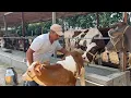 Download Lagu Sotildi....Ona bola sigirlar sõraganlarga kõring. Õzimni mollarim