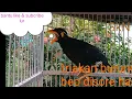 Download Lagu suara beo di sore hari,cocok buat ngemasterin beo bahan muda hutan,dijamin respon@suryabeo